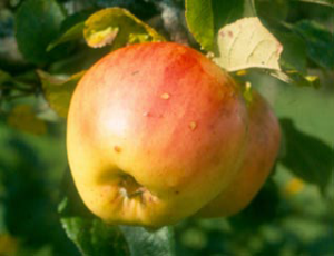 Odensta äpplesort
