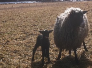 Årets första lilla lamm