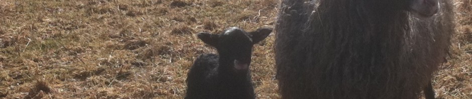 Årets första lilla lamm